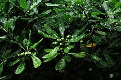 爆料称微软计划让《使命召唤21》登陆任天堂新主机